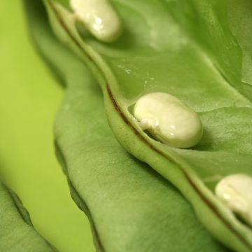 Haricot à rames à écosser maïs type Tarbais - Vilmorin