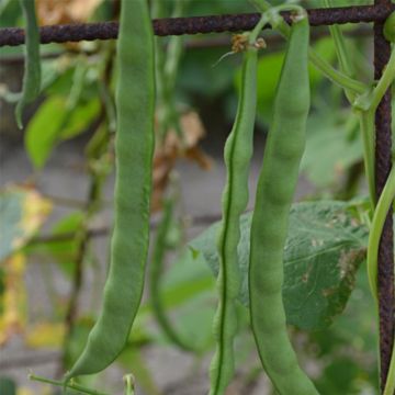 French Pole Bean Princesse du Pévèle