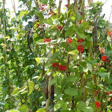 Runner Bean Black Knight seeds