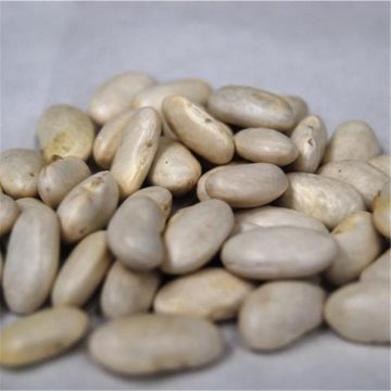 French Pole Bean Neckarkonigin - Ferme de Sainte Marthe Seeds