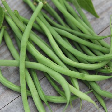 Dwarf Filet Bean Fin de Bagnols - Ferme de Sainte Marthe untreated seeds