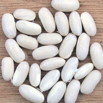 Dwarf Bean for shelling Flageolet Blanc de Flandres