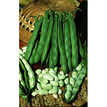 Dwarf Bean for shelling Soissons big foot