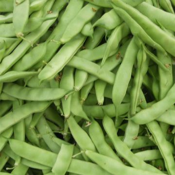 Common bean Dwarf Bean Admires (flat pods)