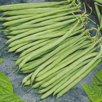 Dwarf Bean with Netting Altona