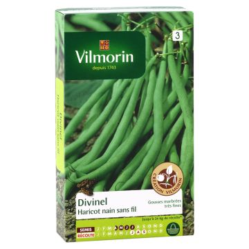 Dwarf Filet Bean Divinel - Vilmorin Seeds