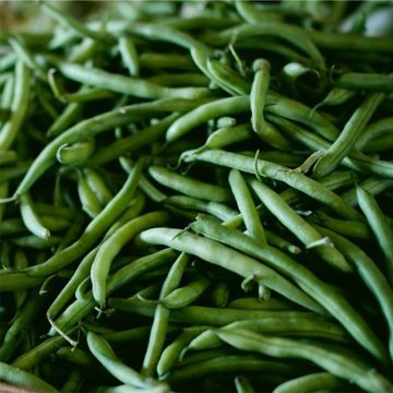 Dwarf Bean with net Molière