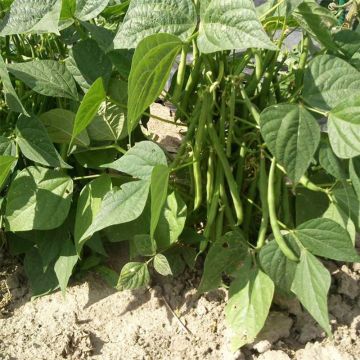 Dwarf Bean with Netting Odeon