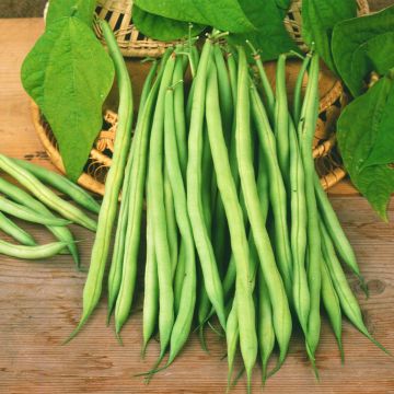 Dwarf French Bean Talisman - seeds