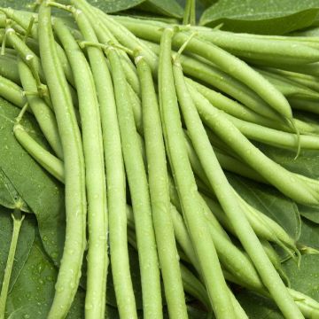 Dwarf French Bean Castandel