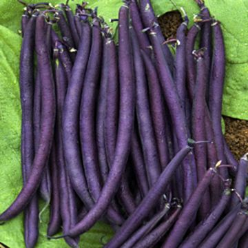 Dwarf snap bean Purple Queen