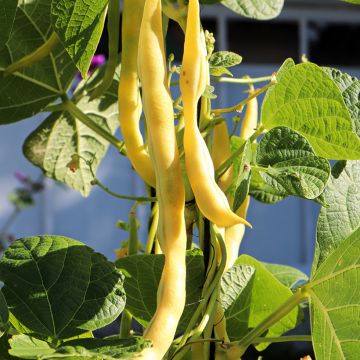 Haricot nain mangetout Goussdor - Création Vilmorin 