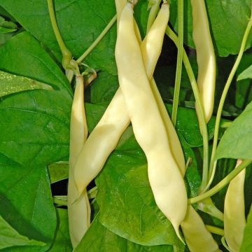 Dwarf French Bean Serpedor mangetout - Flat Coco (sabre type)