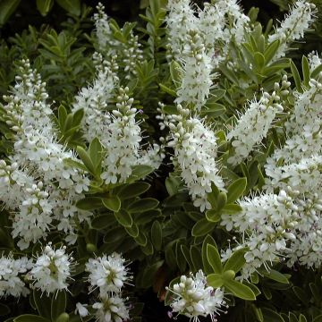 Hebe rakaiensis - Shrubby Veronica