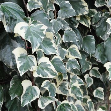 Hedera algeriensis Gloire de Marengo - Algerian Ivy