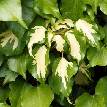 Hedera colchica 'Sulphur Heart'