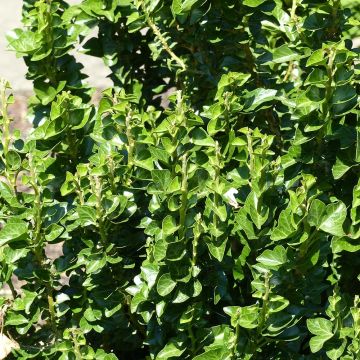 Hedera helix Erecta - Common Ivy