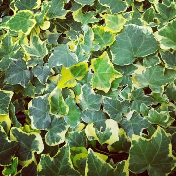 Hedera helix Goldchild - Common Ivy