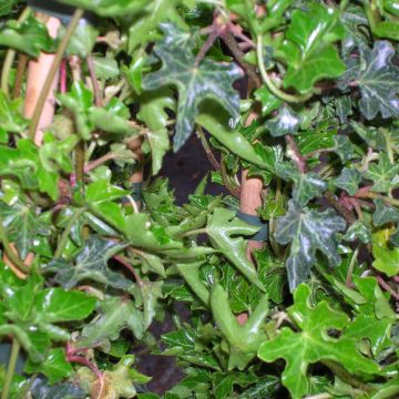 Hedera helix Ivalace - Common Ivy