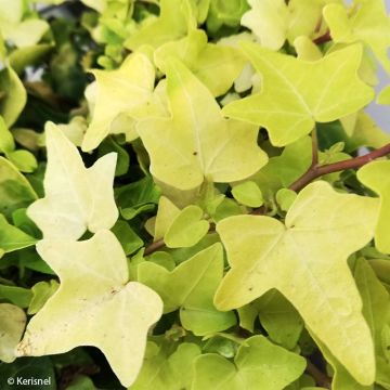 Hedera helix Jake - Common Ivy