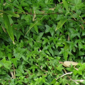 Hedera helix Needlepoint - Common Ivy