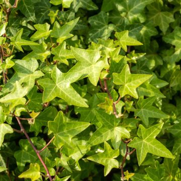 Hedera helix Shamrock - Common Ivy