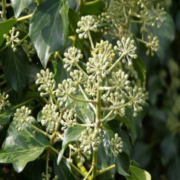 Hedera hibernica - Irish ivy