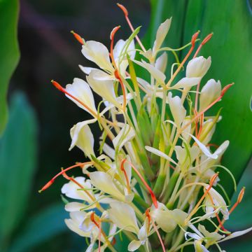 Hedychium Devon Cream