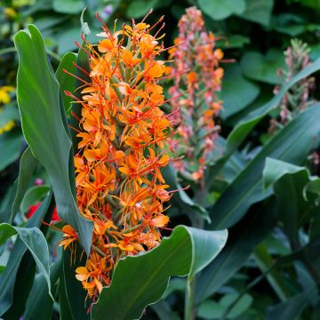 Hedychium coccineum Tara - Ginger Lily Pot
