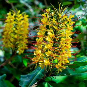 Hedychium gardnerianum - Kahili Ginger