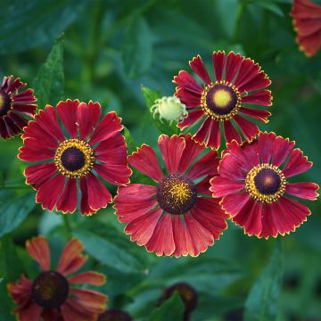 Helenium Helena Rote Tone