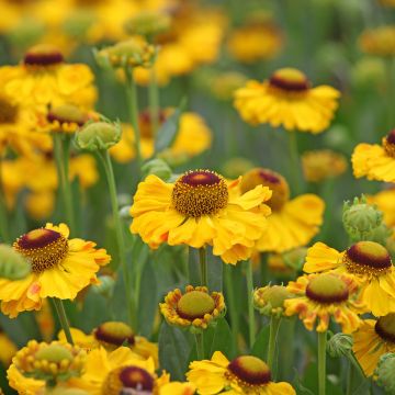 Helenium El Dorado - Hélénie jaune d'or