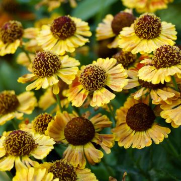 Helenium Fuego