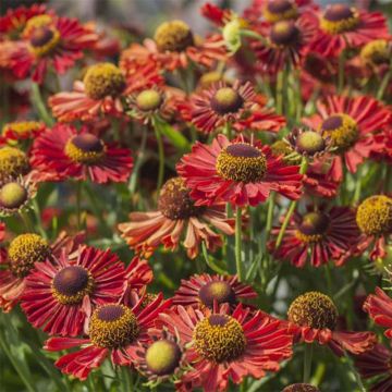 Helenium Mariachi Ranchera