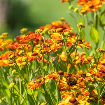 Helenium Rauchtopas