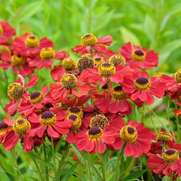 Helenium Red Jewel