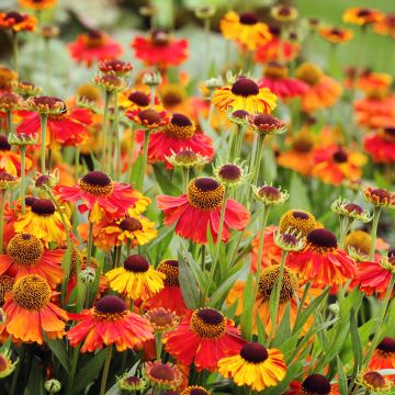 Helenium Sahins Early Flowerer