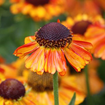 Helenium autumnale Short and Sassy