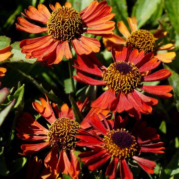 Helenium autumnale Mariachi™ 'Siesta'