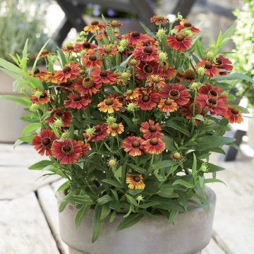 Helenium Strawberry Sundae