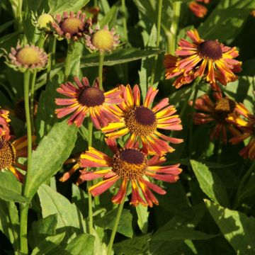 Helenium Tie Dye - Hélénie hybride jaune et rose violacé