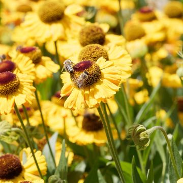 Helenium Wyndley