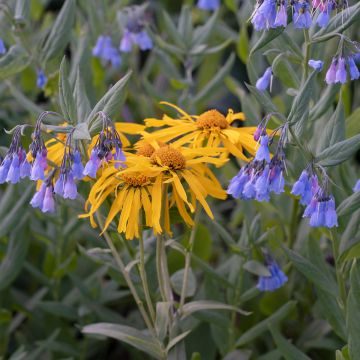 Helenium hoopesii - Sneezeweed