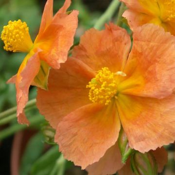 Helianthemum Honeymoon - Rock Rose