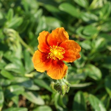 Helianthemum Ben Alder - Rock Rose