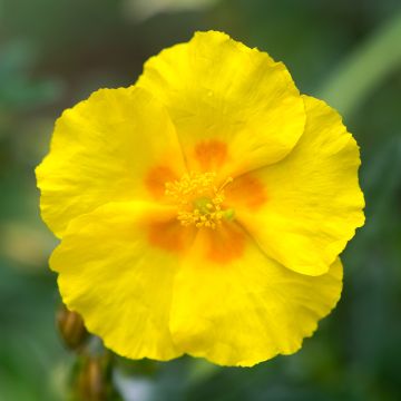 Helianthemum Ben Fhada - Rock Rose