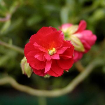 Helianthemum Cerise Queen - Rock Rose