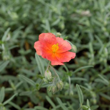 Helianthemum Fire Dragon - Rock Rose