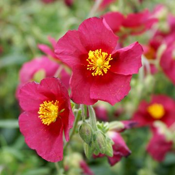 Helianthemum  Hartswood Ruby