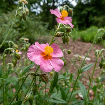 Helianthemum  Lawrenson's Pink